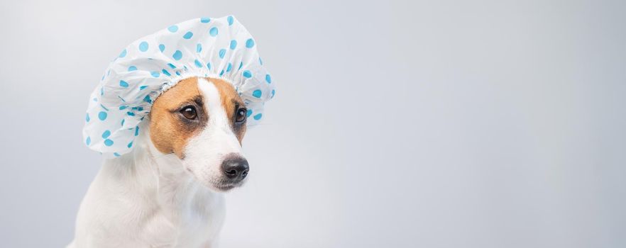 Funny friendly dog jack russell terrier takes a bath with foam in a shower cap on a white background. Copy space. WIdescreen.