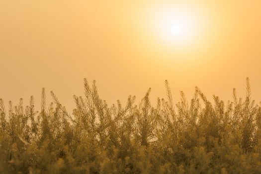 rising sun on clear golden gradient sky wtih green flixweed, tansy mustard grass in blurry foreground
