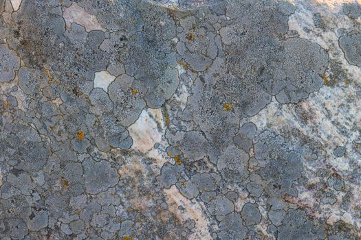 Lichen on quartzite sandstone surface. A pioneer lichen in Bare Rock Succession that helps break down rock and sets the stage for mosses and other plants to follow succession.