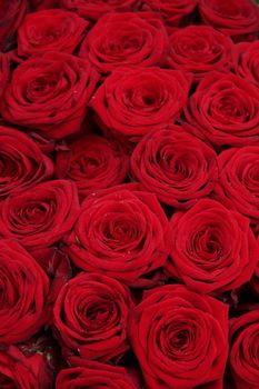 Big red roses in a group, perfect as a background