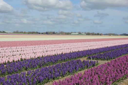 Hyacints in various shades of purple and pink growing on a field, Dutch flower industry