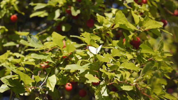 A white butterfly flies up from a tree branch