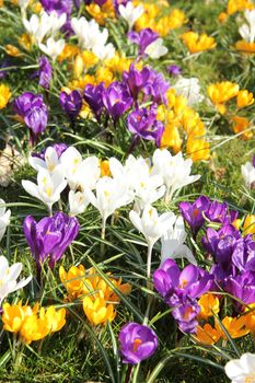 Yellow, white and purple crocusus in a meadow