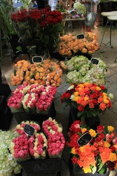 Roses at a flower stall at the market in Aix en Provence