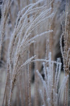 Hoarfrost on reed grass on a midwinter morning