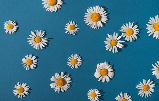 summer daisies on a blue background. summer concept