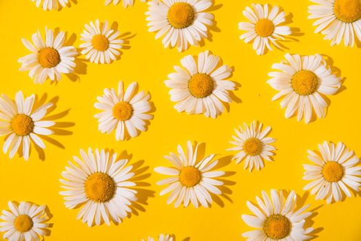 summer daisies on a yellow background. summer concept