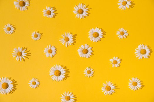 summer daisies on a yellow background. summer concept