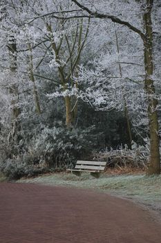 a Bench in a frozen winter forest