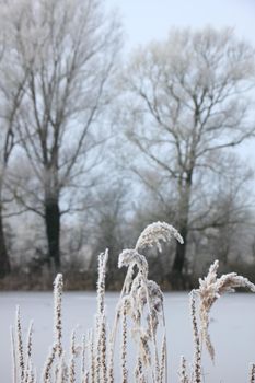 Hoarfrost on reed grass on a midwinter morning