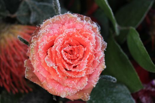 White hoar frost on a single pink rose