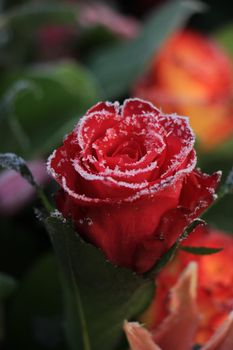 White hoar frost on a single red rose