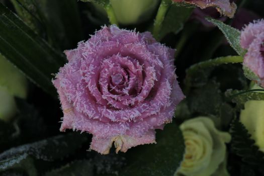 White hoar frost on a single purple rose