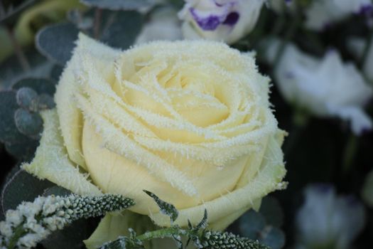 White hoar frost on a single white rose
