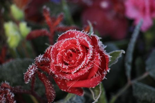 White hoar frost on a single red rose