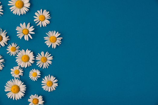 summer daisies on a blue background. summer concept