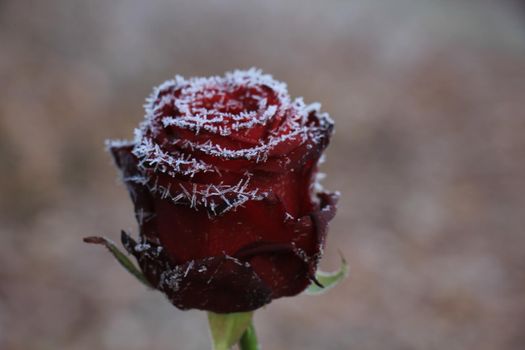 White hoar frost on a single red rose