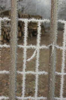 Hoarfrost on a gate in a winter forest