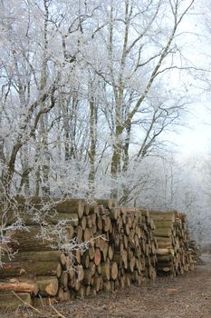 Big piles of chopped fuel wood in a winter forest