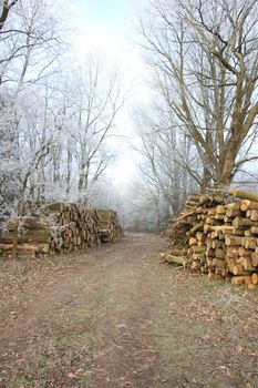 Big piles of chopped fuel wood in a winter forest