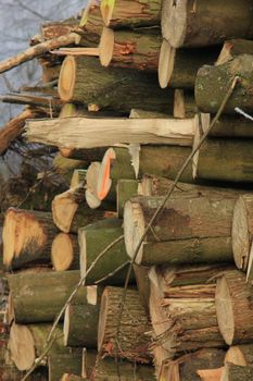 Big piles of chopped fuel wood in a winter forest