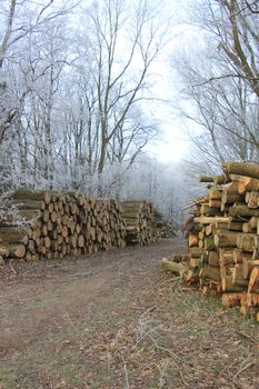 Big piles of chopped fuel wood in a winter forest