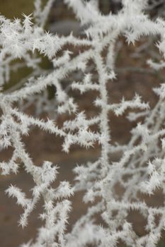 Frost on small branches on a midwinter morning