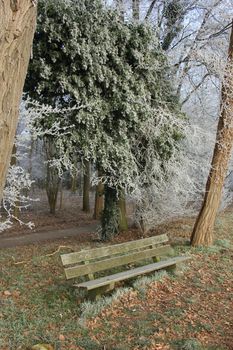 a Bench in a frozen winter forest