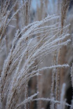 Hoarfrost on reed grass on a midwinter morning