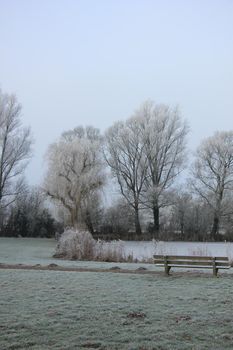 a frozen white winter forest, hoarfrost on trees