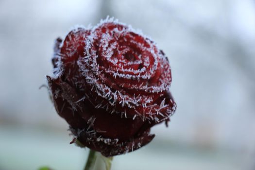 White hoar frost on a single red rose