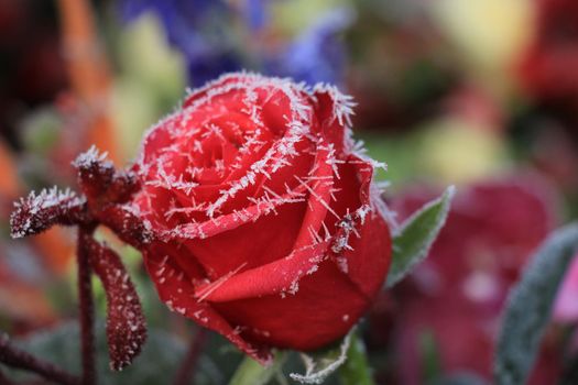 White hoar frost on a single red rose