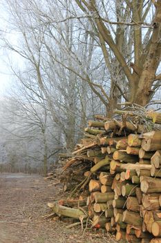 Big piles of chopped fuel wood in a winter forest