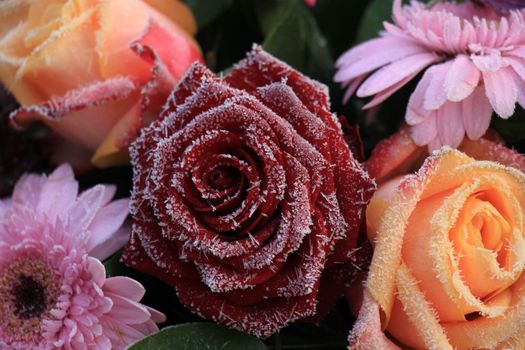 White hoar frost on a single red rose