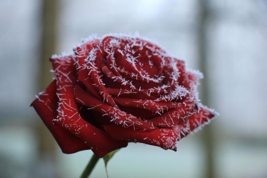 White hoar frost on a single red rose