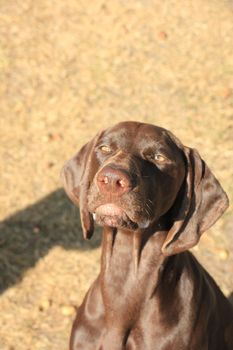 German Shorthaired Pointer female, 13 months old