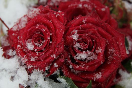 Red roses, covered with fresh snowflakes