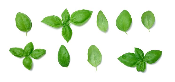 Various green basil leaves isolated on white background, top view. 