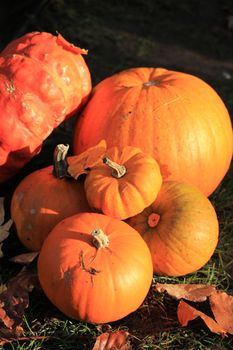 A group of bright orange pumpkins for fall decorations