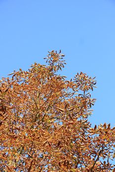 An autumn colored tree in a clear blue sky