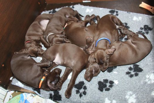 German shorthaired pointer puppies, 8 weeks old, solid liver