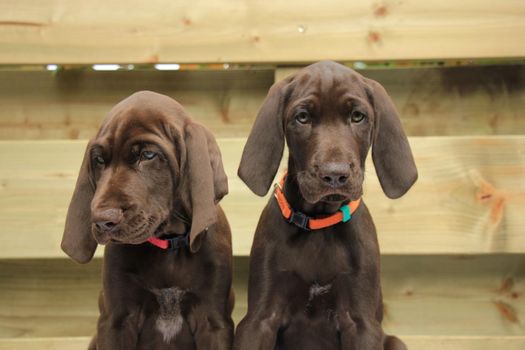 German shorthaired pointer puppies, 8 weeks old, solid liver, sisters