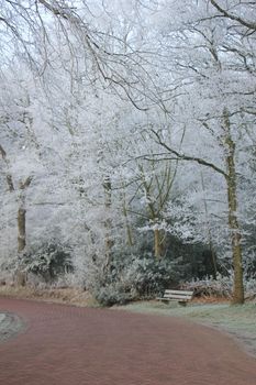 a Bench in a frozen winter forest