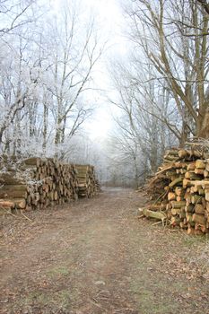 Big piles of chopped fuel wood in a winter forest