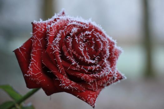 White hoar frost on a single red rose