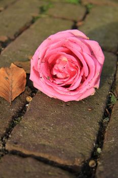 A single pink rose on the pavement