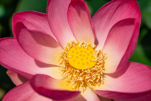 A pink lotus flower sways in the wind. Against the background of their green leaves. Lotus field on the lake in natural environment