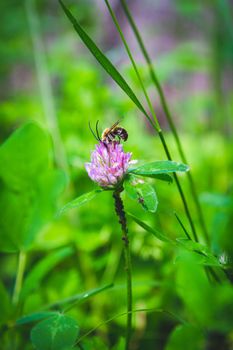 Beautiful flowers in the green grass. Flower close-up in the thicket. Summer meadow with flowering plants.