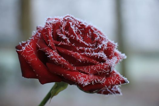 White hoar frost on a single red rose