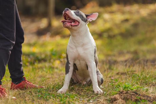 Bull Terrier puppy sits with open mouth on the playground